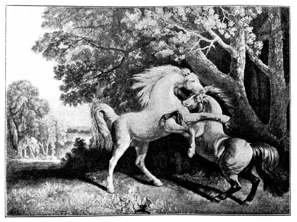 马的战斗图片下载