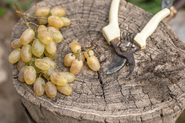 用这些特殊的剪枝剪刀修剪葡萄图片下载