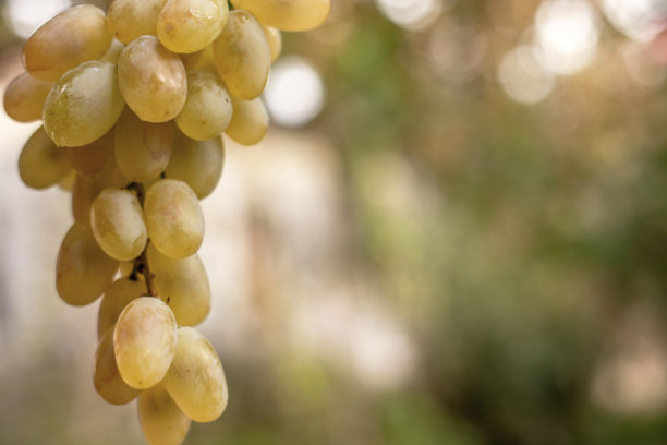 葡萄很长一段时间没有收获，使它们更甜。图片下载