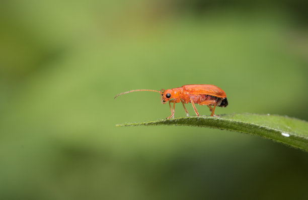 橙色昆虫的特写。图片下载