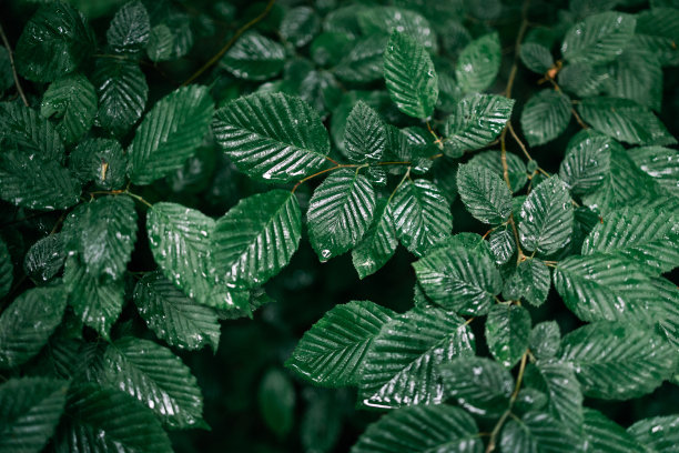一张忧郁的照片，在黑暗的背景下，森林里雨后的绿叶和水滴。下雨天森林里的绿叶，被柔和的日光照亮。图片下载