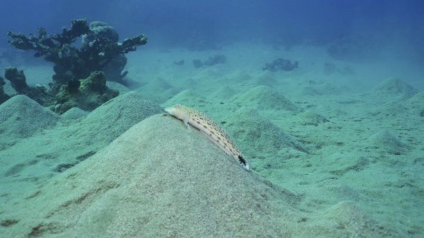 栖息在沙底的砂鲈，六眼Parapercis在埃及红海沙质海底图片下载