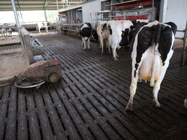 在荷兰，给满是斑点奶牛的农场施肥的机器人图片下载