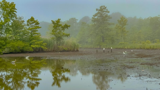 白鹭和苍鹭在水上图片下载