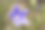 Platycodon grandiflorus图片下载