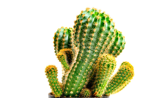 孤立的白色背景上的仙人掌。图片下载