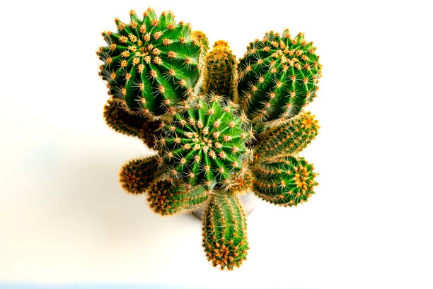 孤立的白色背景上的仙人掌。图片下载