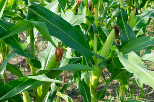 绿色植物上的玉米芯图片下载