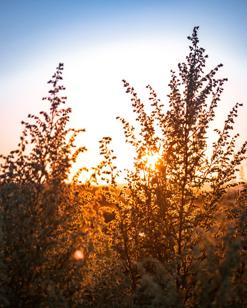夏末温暖的夕阳穿过草地图片下载