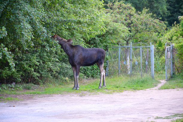 在一个阳光明媚的夏日，一只年轻的棕色驼鹿，鹿或麋鹿，在一条泥泞的小路旁边的茂密灌木丛中放牧，寻找食物并吃一些植物图片下载