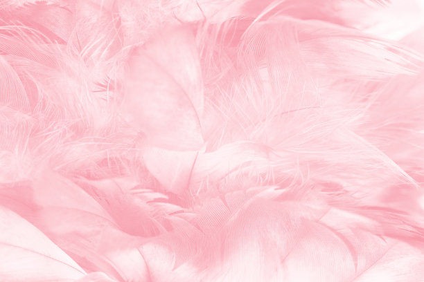 美丽柔软的粉红色羽毛图案纹理背景图片下载
