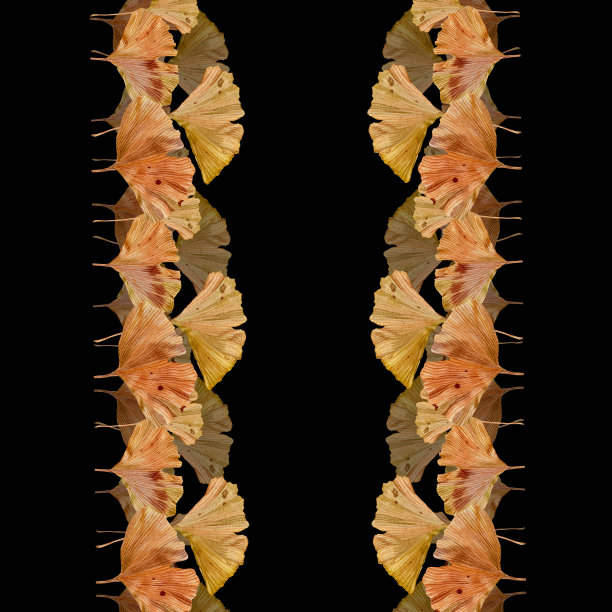 边缘的银杏叶在一个黑色的背景。银杏叶的褐色图案。金色的秋叶以两条条纹的形式出现。纺织品，小册子，横幅，纸包装的插图图片下载