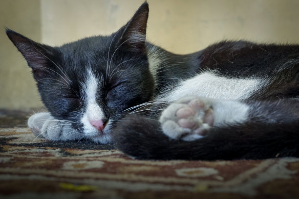 一只猫在地毯上睡着了。图片下载