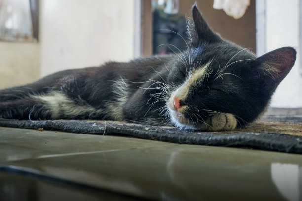 一只宠物猫在地毯上睡觉。图片下载