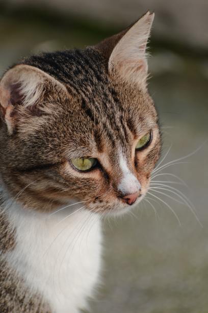 猫的外观图片下载