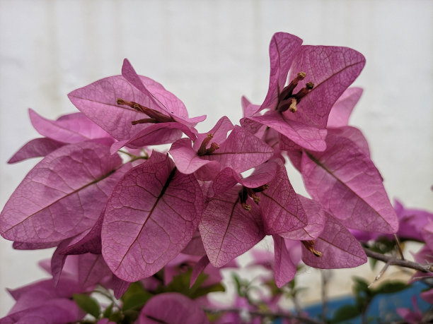美丽的粉色布根维尔纸花，带有红色嫩芽的装饰植物，有助于吸收二氧化碳和减少空气污染图片下载