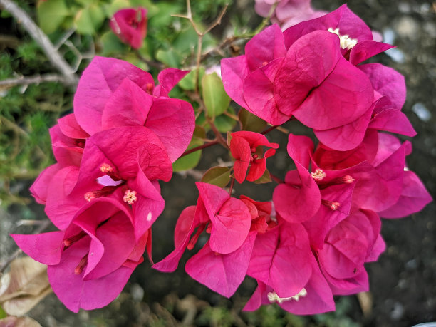 美丽的粉色布根维尔纸花，带有红色嫩芽的装饰植物，有助于吸收二氧化碳和减少空气污染图片下载
