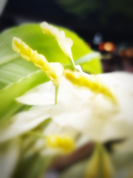 Dok khao phansa图片下载