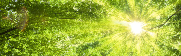 阳光森林的旗帜形象图片下载