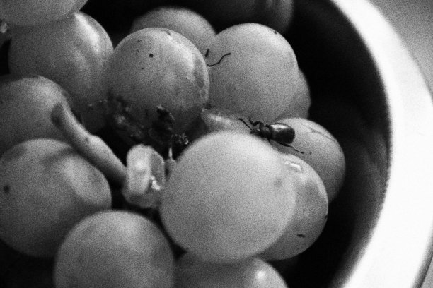 一串葡萄上的甲虫。单色黑白调图片下载