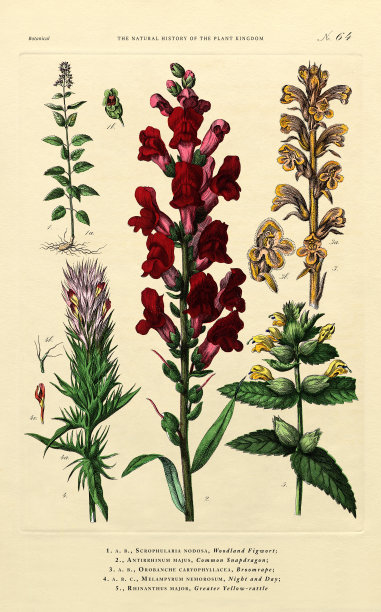 植物王国的历史，维多利亚植物插图，64版，大约1853年图片下载