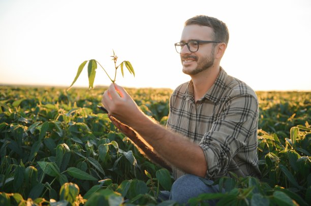 大豆地里的农民。增长,户外。图片下载