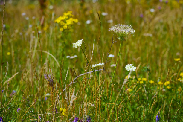 当废弃的土地将耕地变成郁郁葱葱的荒野时，会发生什么图片下载