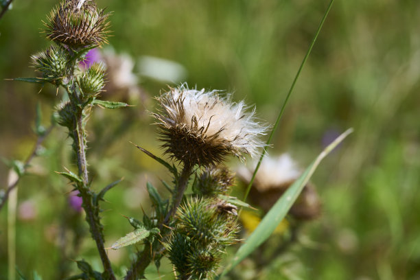 当废弃的土地将耕地变成郁郁葱葱的荒野时，会发生什么图片下载