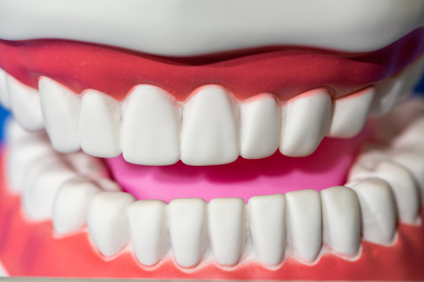 模型牙齿美白。牙科保健图片下载