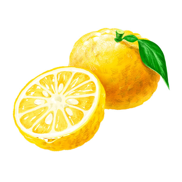 手绘水果插图香橼(柚子)的横截面切半种子集图片下载