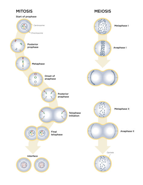 有丝分裂和减数分裂图片下载
