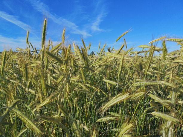 阳光明媚的夏日，金黄色的黑麦田。图片下载