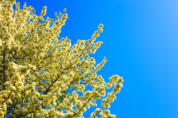 清澈的蓝天下，盛开的梨树图片下载