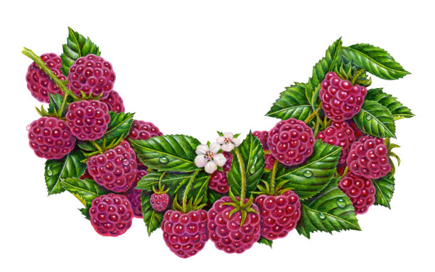 覆盆子分支曲线图片下载