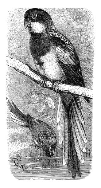 画1898年的东方玫瑰鹦鹉图片下载