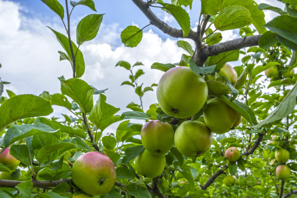 盛夏时节，绿苹果挂在树枝上，背景是树叶图片下载