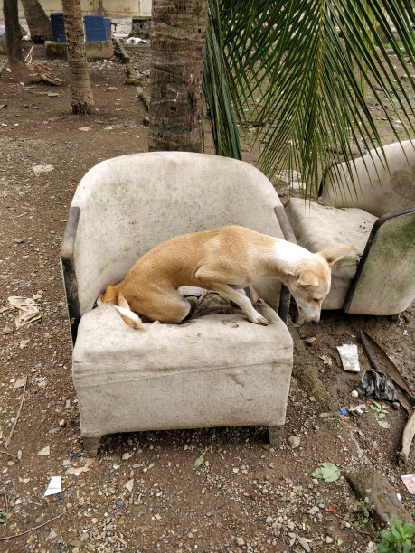 沙滩上的废弃椅子图片下载