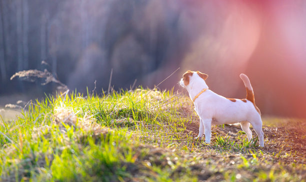 白狗杰克罗素梗的背景是美丽的风景。图片下载