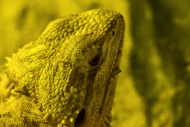 动物园里的大胡子龙图片下载