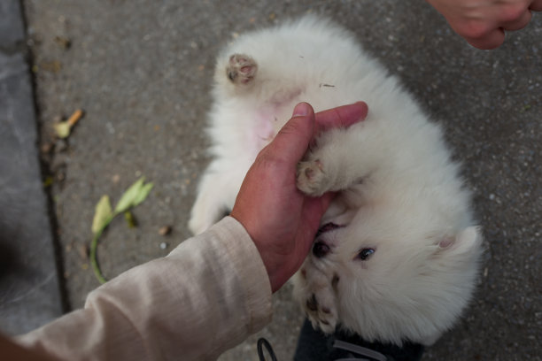越南河内的一只流浪狗图片下载