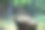 选择性地聚焦于以山毛榉森林为背景的长满苔藓的老树干，Bosco圣安东尼奥，阿布鲁佐，意大利图片下载