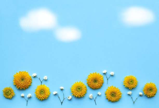 黄花白花的草地，白云的蓝天图片下载