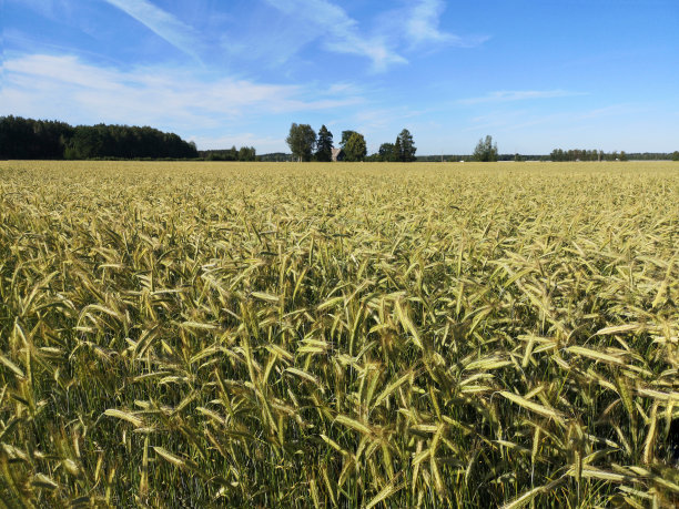 阳光明媚的夏日，金黄色的黑麦田。图片下载
