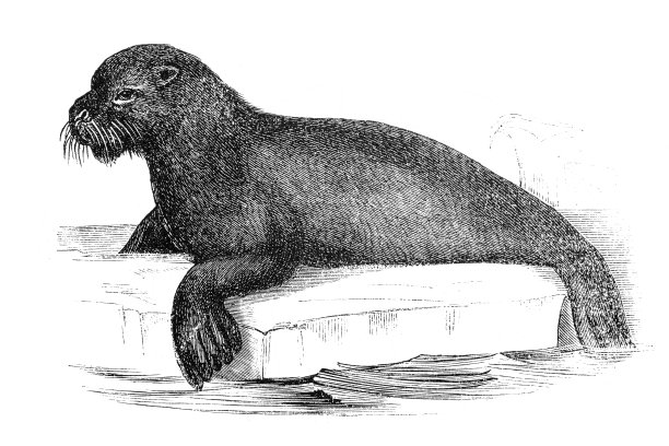 南海狮图片下载