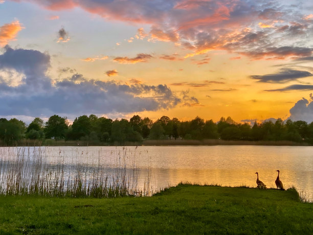 鸭子家庭日落3图片下载