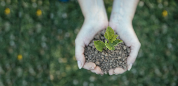 投资植物生长图片下载