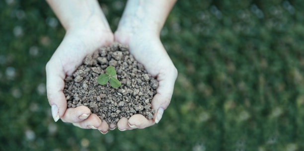 幸运的三叶草图片下载