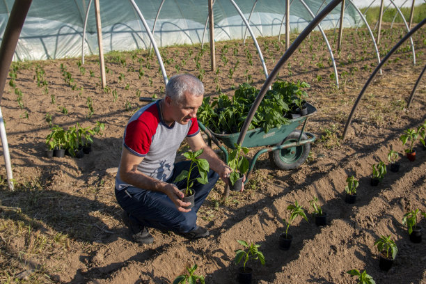农民在播种季节工作。图片下载