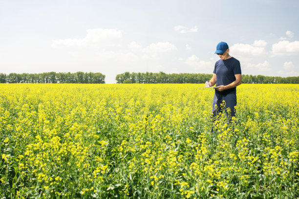 一个农民站在油菜地里，手里拿着文件夹，检查着作物的生长情况。图片下载