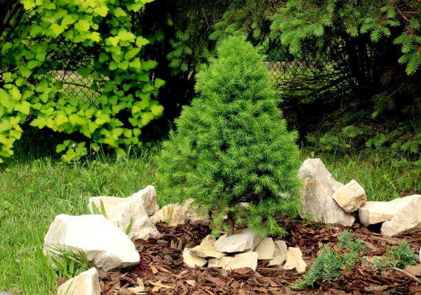 矮的圣诞树图片下载